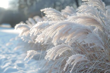 Wall Mural - Frosty Grass Blades Swaying in Winter Wind