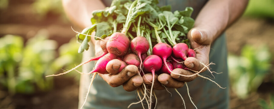 Hands with freshly harvested red radish.