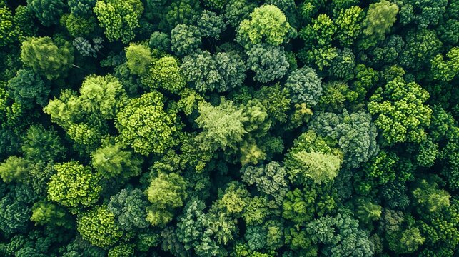 From the sky, a lush green forest stretches out. Its trees form a vibrant tapestry, creating a healthy and thriving ecosystem. This bird's-eye view showcases the beauty and our planet's forests.