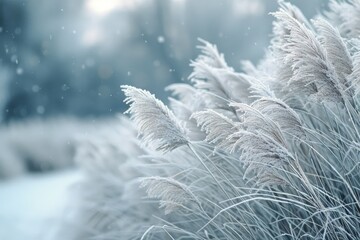 Wall Mural - Frosty Grass Blades Swaying in Winter Wind