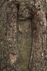 Wall Mural - Old wooden bark tetxure. Tree