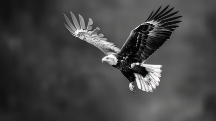 Majestic eagle soaring in black and white, suitable for wildlife publications