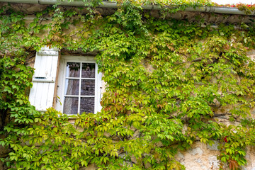 Wall Mural - window surrounded by vine on ancient house facade