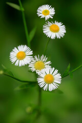 Poster - Colorful summer flowers in the garden