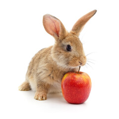 Sticker - Red rabbit and apple.