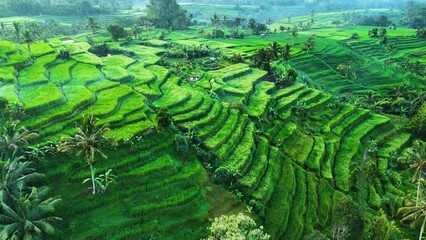 Poster - Landscape view of Jatiluwih Rice Terraces in Penebel District, Tabanan Regency, Bali, Indonesia. UNESCO's world's cultural heritage site
