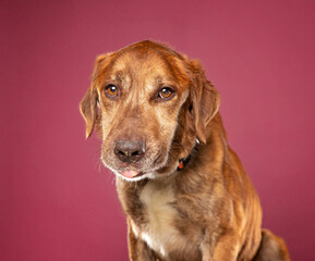 Wall Mural - cute dog on an isolated background in a studio shot