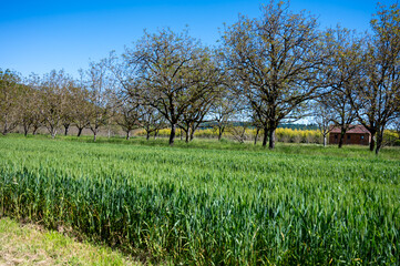 Plantation of high-quality PDO certified walnuts trees in Perigord Limousin Regional Natural Park, Dordogne, France in spring