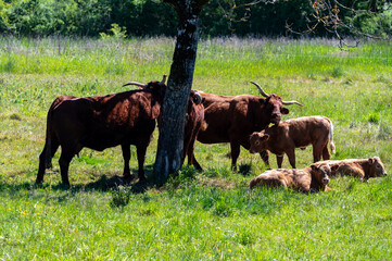 Wall Mural - Green pastures with grazing cows in Perigord Limousin Regional Natural Park, Dordogne, France in spring