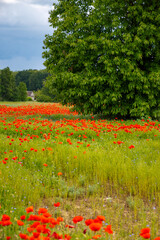 Wall Mural - Colorful nature background, poppy and blue flax linen fields with many red poppy flowers, Charente, France in spring