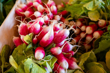 Wall Mural - Fresh colorful organic radish vegetables for sale on french farmers market