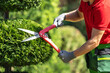 © Tomasz Zajda - Gardener Trimming Bush With Shears in the Garden