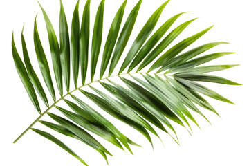 Green leaves of palm tree isolated on white background with cut path