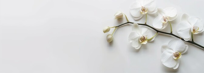 Flowers orchid branch floral isolated on white wallpaper background