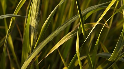 Canvas Print - Intimate capture of dwarf hairgrass, evening sunlight, macro photography, fine green blades, detailed texture. -