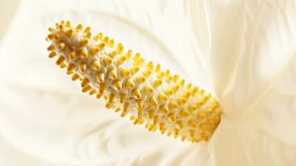 Poster - Macro shot of peace lily flower, indirect light, pure white petal, fine texture, smooth background. 