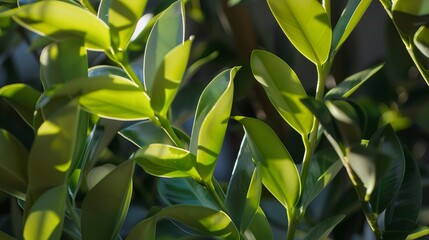 Poster - Intimate capture of ZZ plant, evening sunlight, macro photography, glossy green leaves, detailed surface, sustainability focus. 