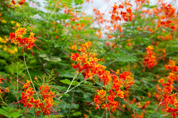 Sticker - Flambuoyant tree, Flame of the forest, Peacock flower