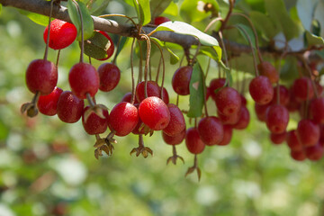 Sticker - Ripe Autumn Olive Berries (Elaeagnus Umbellata) growing on a branch . oleaster