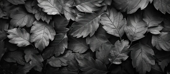 Wall Mural - A black and white photo of a pile of leaves. The leaves are all different sizes and shapes, and they are scattered across the image. The photo has a moody and nostalgic feel