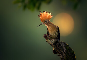 Wall Mural - eurasian hoopoe bird in early morning light ( upupa epops )