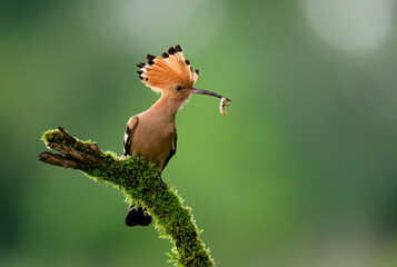 Poster - Eurasian hoopoe bird in early morning light ( Upupa epops )