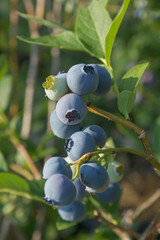 Wall Mural - Highbush blueberry plant with fruits