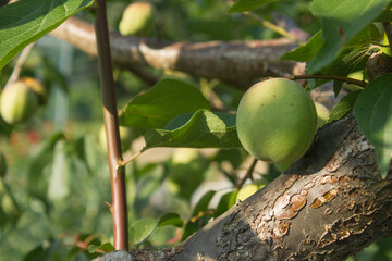 Wall Mural - Plums hanging on branches on a farm.