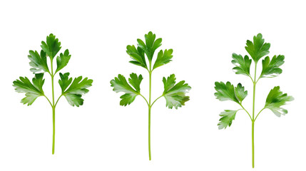 Parsley herb on white background