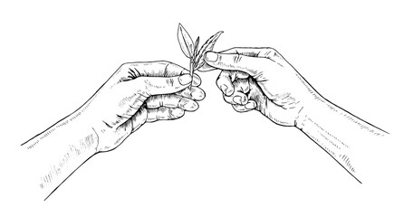 Hand holds Tea leaves. Vector handdrawn illustration. The picker picked a sprout sketch drawing. Black and white vintage art. Editable composition. A farmer plants a plant. For printing on packages