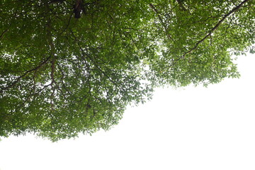 Wall Mural - big tree with green leaf on white sky in springtime