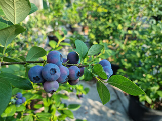 Sticker - Highbush blueberry plant with fruits