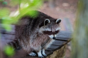 Close-up of a raccoon sitting on a wooden platform in a forest setting.