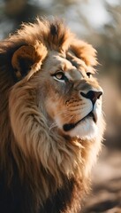 Wall Mural - Close-up of a majestic lion with a lush mane looking into the distance in natural sunlight.