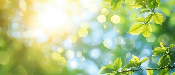 Wall Mural - Blurred bokeh background of fresh green spring, summer foliage of tree leaves with blue sky and sun flare