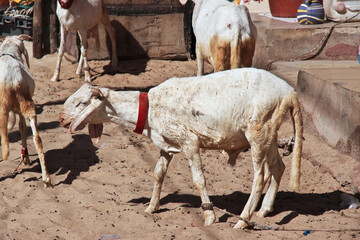 Wall Mural - Goat in the vintage street of Saint-Louis, Senegal, West Africa