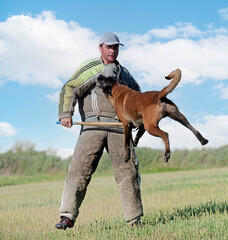 Canvas Print - training of belgian shepherd