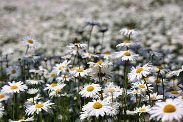 pyeongchang yukbaekmajigi, where daisies bloom 데이지가 만개한 평창 육백마지기