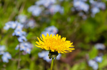 Yellow bright blooming sow thistles (Sonchus oleraceus) among green leaves, close up, peaceful garden atmosphere