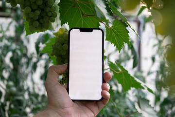 Farmer hand holding mobile phone with empty white screen. Mock up outside on farm agriculture concept. Green grapes background. Harvesting technology