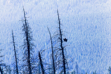 Wall Mural - Bald eagle sitting in a tree snag in the wilderness