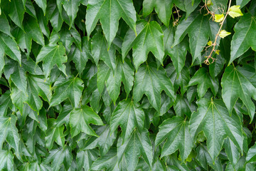 Parthenocissus green hedge, virginia crepeper foliage wall pattern, lush green victoria creeper ivy texture