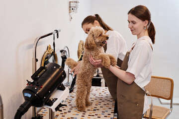 Side view portrait of smiling young woman playing with Maltipoo puppy sitting on table in luxury grooming salon copy space