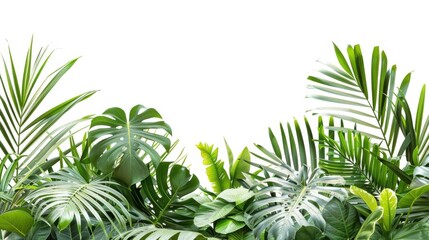 Wall Mural - tropical rainforest footer background featuring on white background