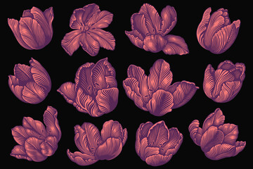 Wall Mural - Tulip flowers. Design set. Editable hand drawn illustration. Vector vintage engraving. Isolated on black background. 8 EPS