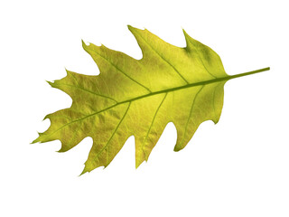 Wall Mural - Bright green oak tree leaf isolated transparent png.