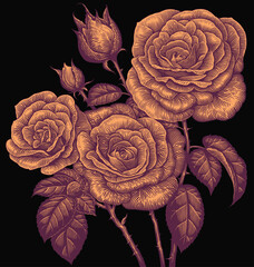 Wall Mural - Rose Flowers. Editable hand drawn illustration. Vector vintage engraving. Isolated on black background. 8 EPS