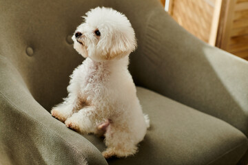 Wall Mural - Small white Bichon Frise dog sitting atop a chair in a peaceful setting.