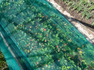 Green, nylon bird netting over strawberry plants growing and maturing fruits in a vegetable bed to protect fruits from birds