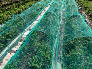 Green, nylon bird netting over strawberry plants growing and maturing fruits in a vegetable bed to protect fruits from birds